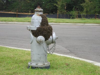 Covered in bees! Memphis, TN, 3rd September 2004.