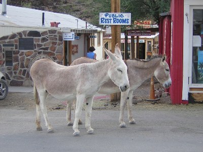 Donkeys, Oatman, AZ, 11th September 2004.