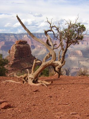 Cedar Ridge, Grand Canyon, AZ, 9th September 2004.