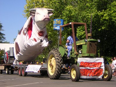 Big cow on a trailer