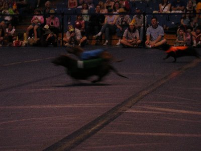 Dachsunds running