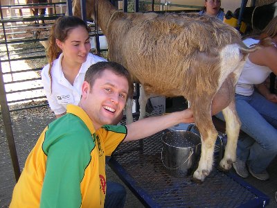Liam milking a goat