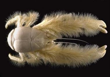 The newly discovered species of crustacean, Kiwa Hirsuta