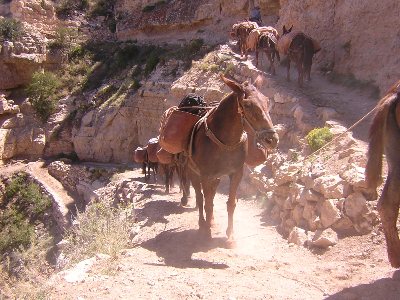 Mule train, Grand Canyon, AZ, 10th September 2004.