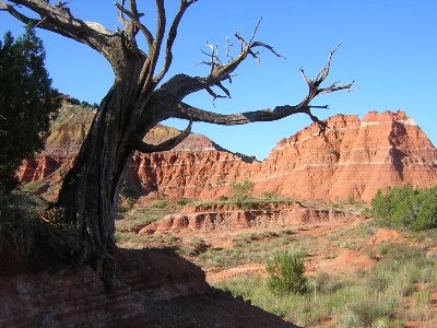 Dead tree in Palo Duro canyon, TX, 6th September 2004.