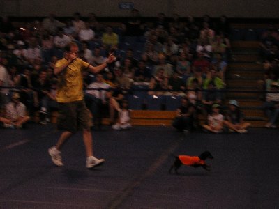 Sierra Wiener does his victory lap at the Doxie Derby, Davis April 16th 2005