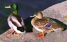 You think they're cuddly but I think they're sinister: Ducks! Ducks!