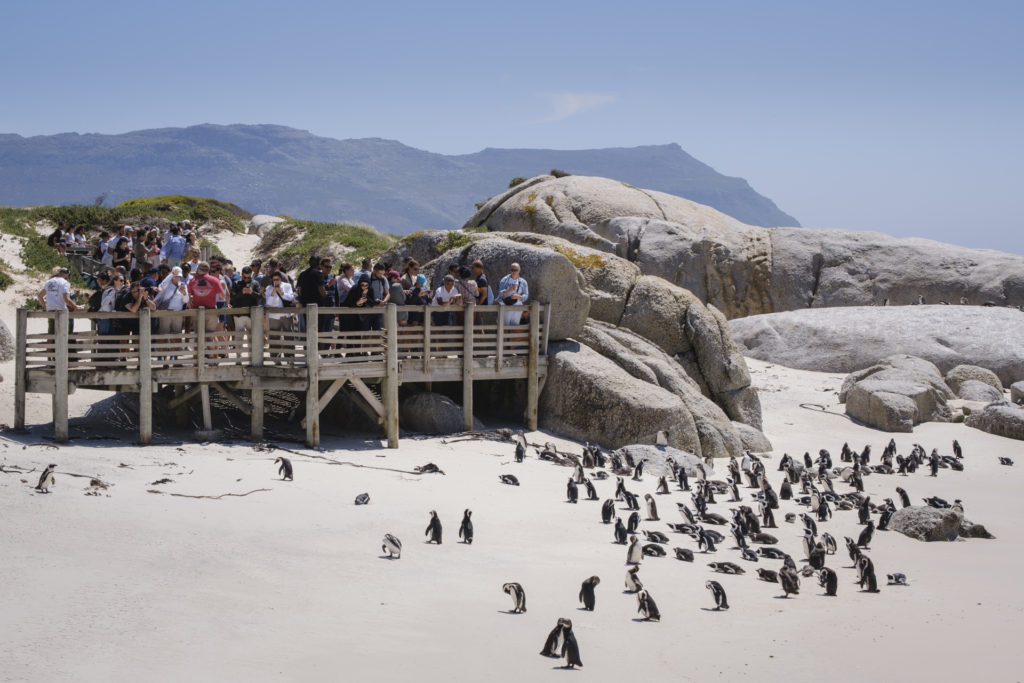 Tourists flock to watch Jackass Penguins, Simons Town Beach, Cape Town, South Africa.